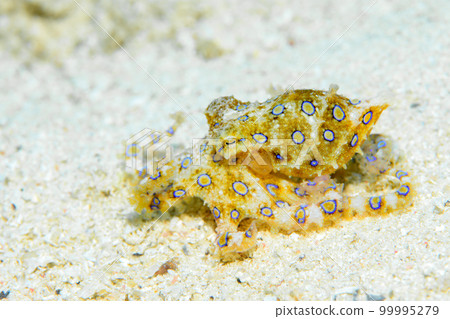 Great Mormon octopus 99995279