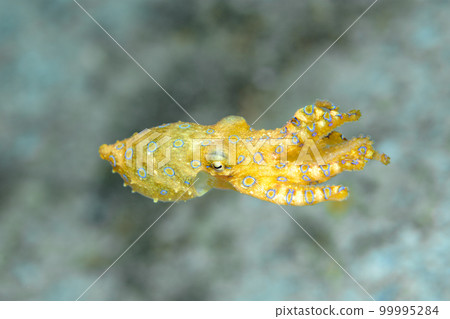 偉大的摩門教章魚 偉大的摩門教章魚 99995284