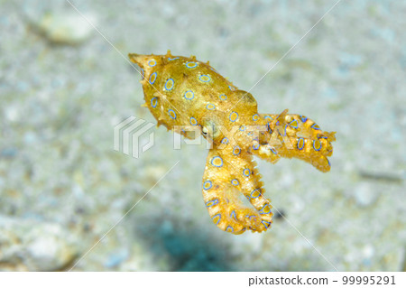 偉大的摩門教章魚 偉大的摩門教章魚 99995291