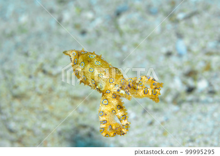 偉大的摩門教章魚 偉大的摩門教章魚 99995295