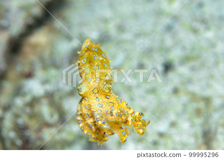 偉大的摩門教章魚 偉大的摩門教章魚 99995296