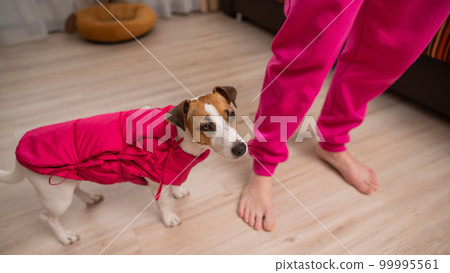 Jack Russell Terrier dog dressed in a pink jacket at the feet of the hostess in the apartment.  99995561