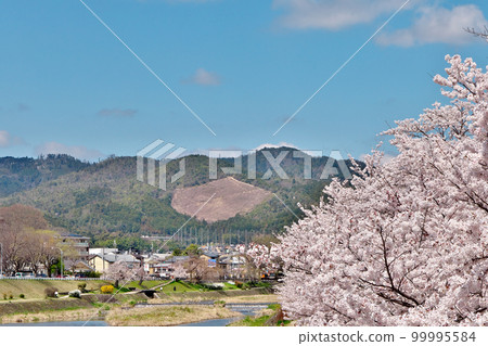 Cherry blossoms in full bloom on the Kamo River and spring in the mountains of Funagata, the Gozan Okuribi 99995584