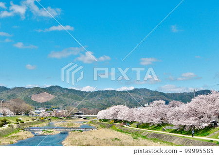 Cherry blossoms in full bloom on the Kamo River and spring in the mountains of Funagata, the Gozan Okuribi Cherry blossoms in full bloom on the Kamo River and spring in the mountains of Funagata, the Gozan Okuribi 99995585