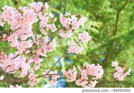 盛開的河津櫻花和松樹背景 99995905