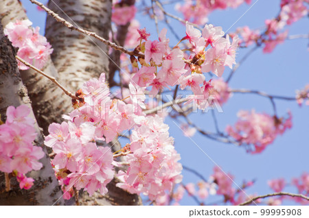 盛開的河津櫻花特寫2 99995908