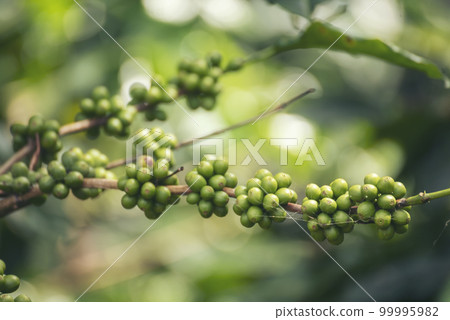 Fresh raw coffee bean green leaf bush ecology berry plant. Green coffee bean berry plant fresh raw seed coffee tree growth eco organic farm. Close up Green seed berries harvest arabica coffee garden Fresh raw coffee bean green leaf bush ecology berry plant. Green coffee bean berry plant fresh raw seed coffee tree growth eco organic farm. Close up Green seed berries harvest arabica coffee garden 99995982