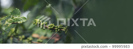 Banner Green coffee bean berry plant fresh raw seed coffee tree growth in eco organic farm. Panorama Green seed berries harvest arabica coffee garden. Fresh coffee bean green leaf bush ecology berry Banner Green coffee bean berry plant fresh raw seed coffee tree growth in eco organic farm. Panorama Green seed berries harvest arabica coffee garden. Fresh coffee bean green leaf bush ecology berry 99995983