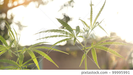 Green Marijuana tree cannabis plant narcotic herbal in greenhouse. Hemp leaf made cannabis crude oil medicine farm on sun light. CBC, THC herb agriculture Weed leaf Drug, medicine healthcare concept Green Marijuana tree cannabis plant narcotic herbal in greenhouse. Hemp leaf made cannabis crude oil medicine farm on sun light. CBC, THC herb agriculture Weed leaf Drug, medicine healthcare concept 99995991