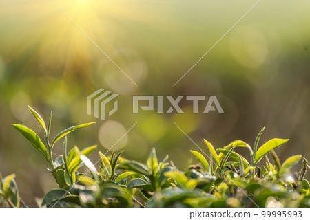 Green tea tree leaves camellia sinensis in organic farm sunlight. Fresh young tender bud herbal farm on summer morning. Sunlight Green tea tree plant. Close up Tree tea plant green nature in morning Green tea tree leaves camellia sinensis in organic farm sunlight. Fresh young tender bud herbal farm on summer morning. Sunlight Green tea tree plant. Close up Tree tea plant green nature in morning 99995993