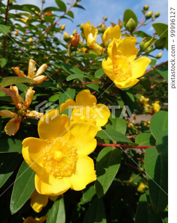 金石白花 99996127