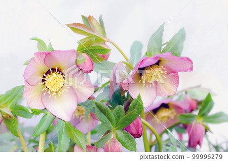 Pink Christmas rose flower closeup in the garden, pink hellebore, gardening 99996279