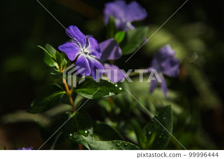 萬葉菊園 99996444