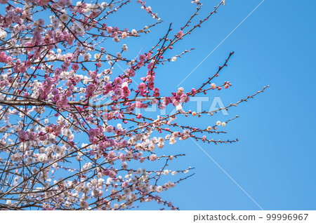 梅花三色花“隨心所欲” 99996967