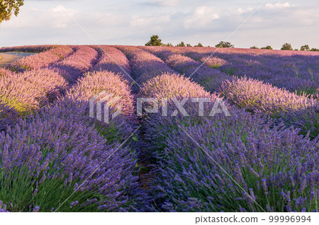 Lavender field in the Provence Lavender field in the Provence 99996994