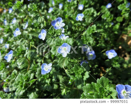 Persian speedwell 99997031
