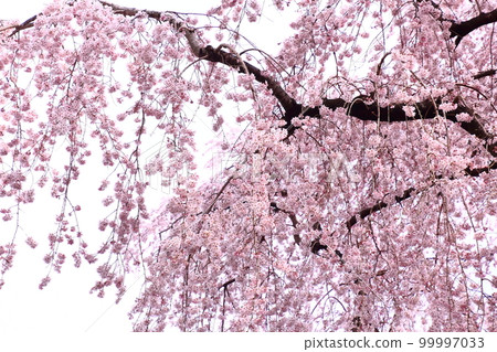beautiful cherry tree 99997033