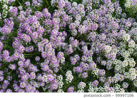 Purple and white summer flower fields of alissum 99997106
