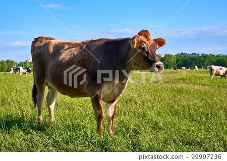 Young cow on free range. Brown cow grazes on a green meadow 99997236