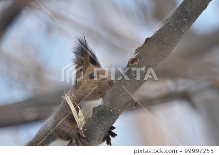 Ezoris in winter Ezoris in winter 99997255
