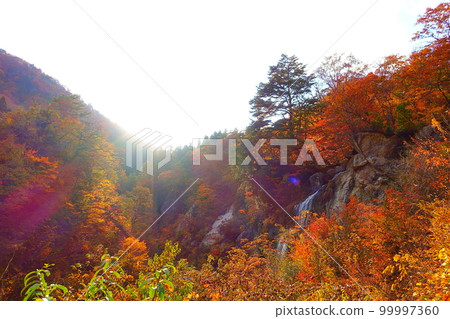 Omoshiroyama Momijigawa Valley Autumn Leaves Yellow Leaves 99997360