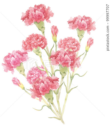 水彩康乃馨花束圖 99997707