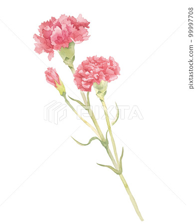 watercolor carnation illustration watercolor carnation illustration 99997708