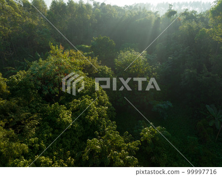 Podocarpus macrophyllus (Yew plum pine) garden Podocarpus macrophyllus (Yew plum pine) garden 99997716