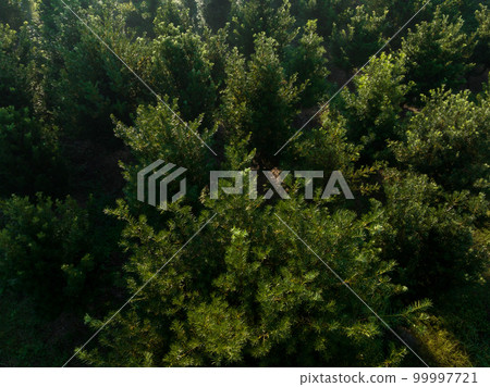 Podocarpus macrophyllus (Yew plum pine) garden Podocarpus macrophyllus (Yew plum pine) garden 99997721