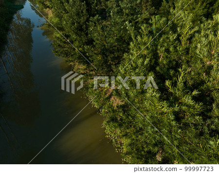 Podocarpus macrophyllus (Yew plum pine) garden Podocarpus macrophyllus (Yew plum pine) garden 99997723