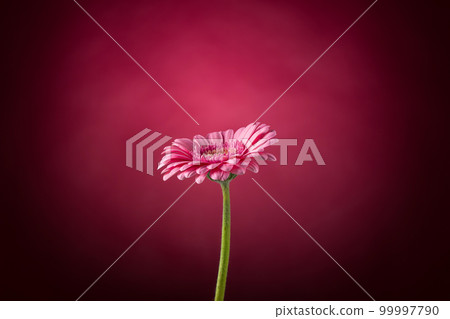 Pink Gerbera flower Pink Gerbera flower 99997790