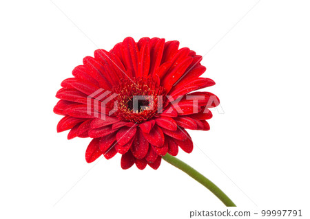 Red orange gerbera flower Red orange gerbera flower 99997791