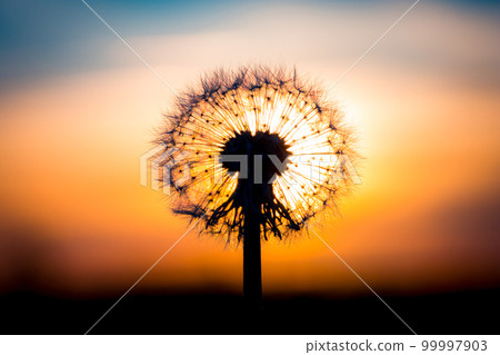 Dandelion flower with sunset Dandelion flower with sunset 99997903