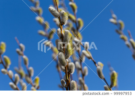 Fluffy soft willow buds Fluffy soft willow buds 99997953