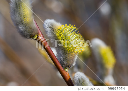 Fluffy soft willow buds Fluffy soft willow buds 99997954