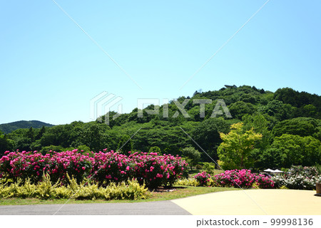 I went to Ibaraki Flower Park #60 I went to Ibaraki Flower Park #60 99998136