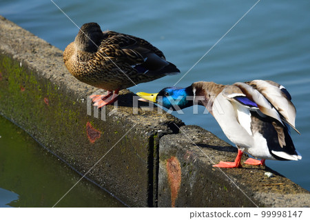 Mallard, female resting, male yawning? 99998147