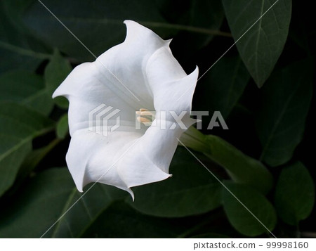 Close-up of white datura flowers (Mandarage blooming in the shade) 99998160
