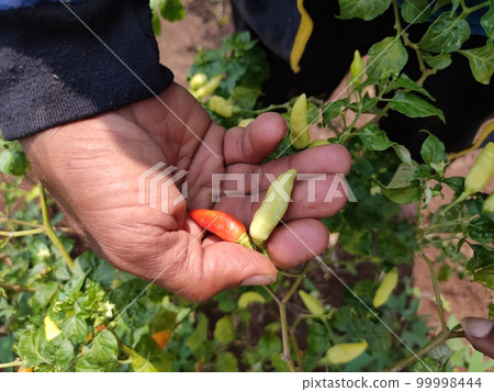 A farmer's hands holds two chillies that still step through the tree A farmer's hands holds two chillies that still step through the tree 99998444