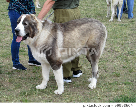 Central Asian shepherd dog at a dog show 99998604