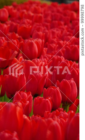 春天的冰鬱金香 99998798