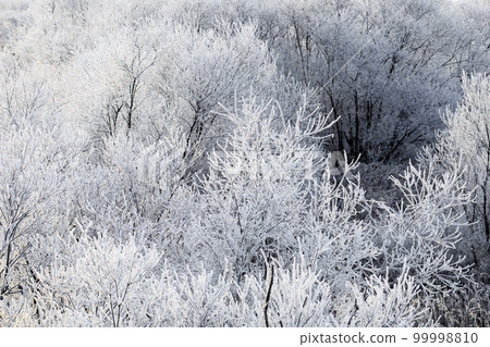 Chitose City, Hokkaido, Hoarfrost seen early in the middle of winter [December] 99998810