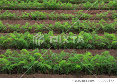 農業胡蘿蔔田的形象 99999172