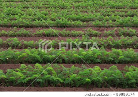農業胡蘿蔔田的形象 99999174