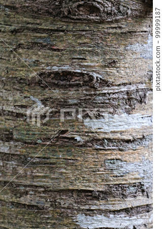 Background material bark 99999187