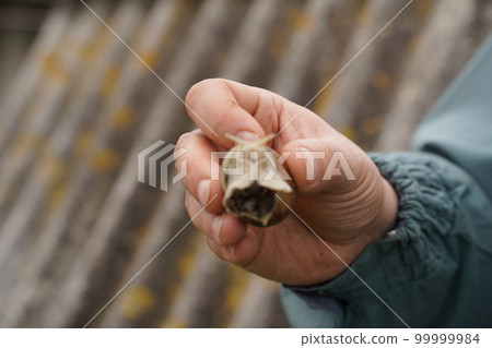 Big brown snail Achatina on hand. The African snail, which is grown at home as a pet, and also used in cometology. Copy space. Big brown snail Achatina on hand. The African snail, which is grown at home as a pet, and also used in cometology. Copy space. 99999984