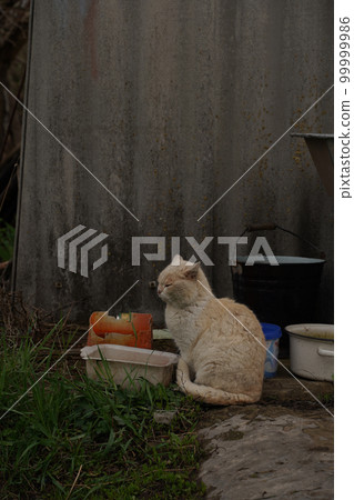 Cute tabby cat sitting in farm wooden hut house. Portrait tabby gray cat looking and sitting in wooden barn. Tabby funny grey farm cat in garden rustic home. Kitten on ranch porch. Animal theme Cute tabby cat sitting in farm wooden hut house. Portrait tabby gray cat looking and sitting in wooden barn. Tabby funny grey farm cat in garden rustic home. Kitten on ranch porch. Animal theme 99999986