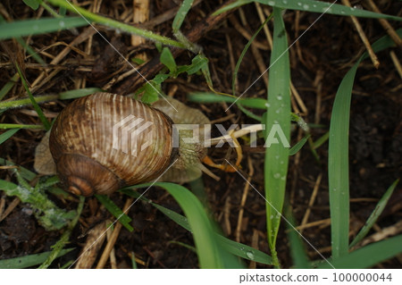 Big snail in shell crawling on road, summer day in garden. Selective focus Big snail in shell crawling on road, summer day in garden. Selective focus 100000044