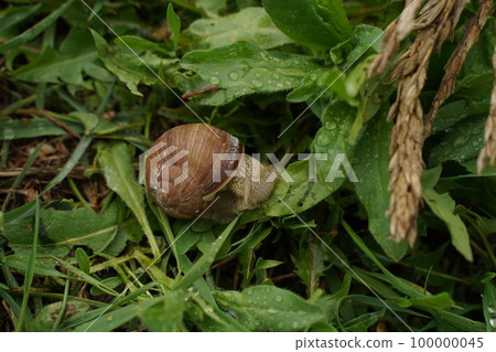 Big snail in shell crawling on road, summer day in garden. Selective focus Big snail in shell crawling on road, summer day in garden. Selective focus 100000045