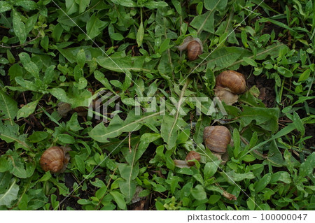 Big snail in shell crawling on road, summer day in garden Big snail in shell crawling on road, summer day in garden 100000047